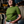 Carla Ladies Top Green